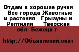 Отдам в хорошие ручки - Все города Животные и растения » Грызуны и Рептилии   . Тверская обл.,Бежецк г.